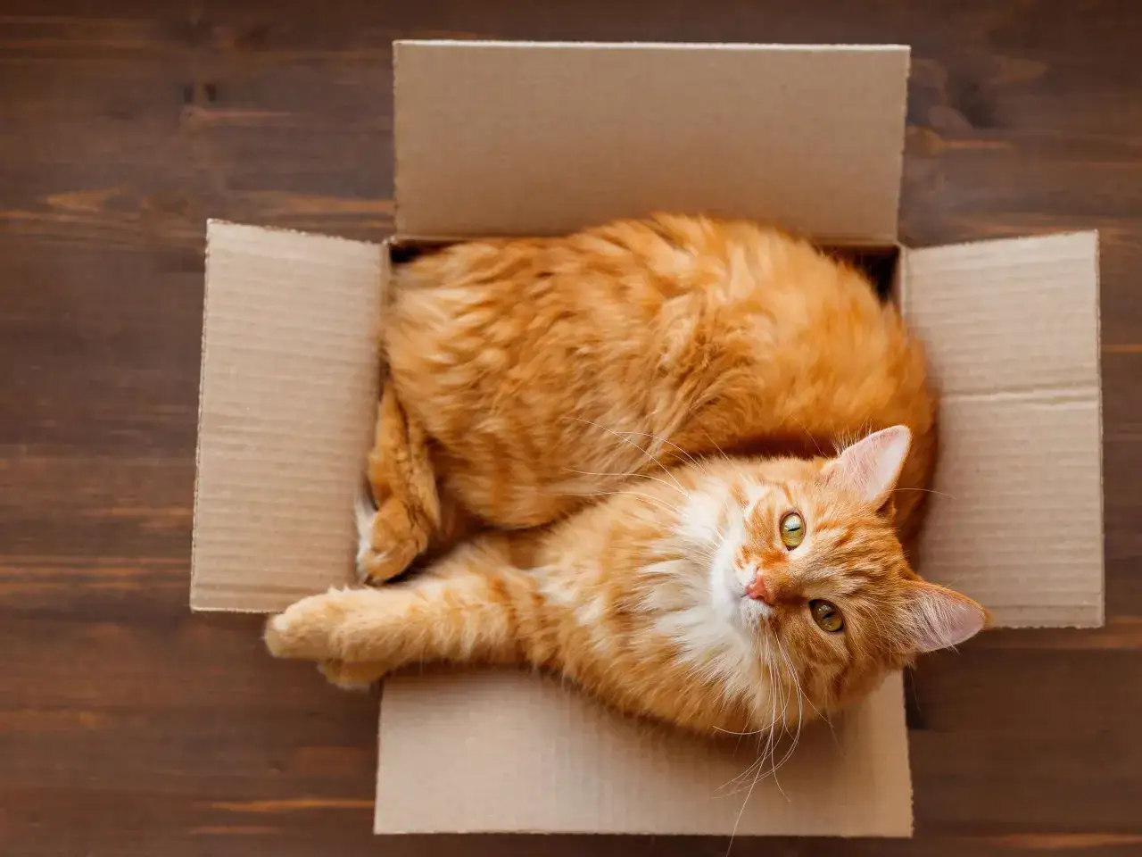 Ein flauschiges orangefarbenes K&auml;tzchen liegt entspannt in einem Karton. Es ist ein perfektes Beispiel daf&uuml;r, warum lieben katzen kartons: sie sind gem&uuml;tlich und sicher.