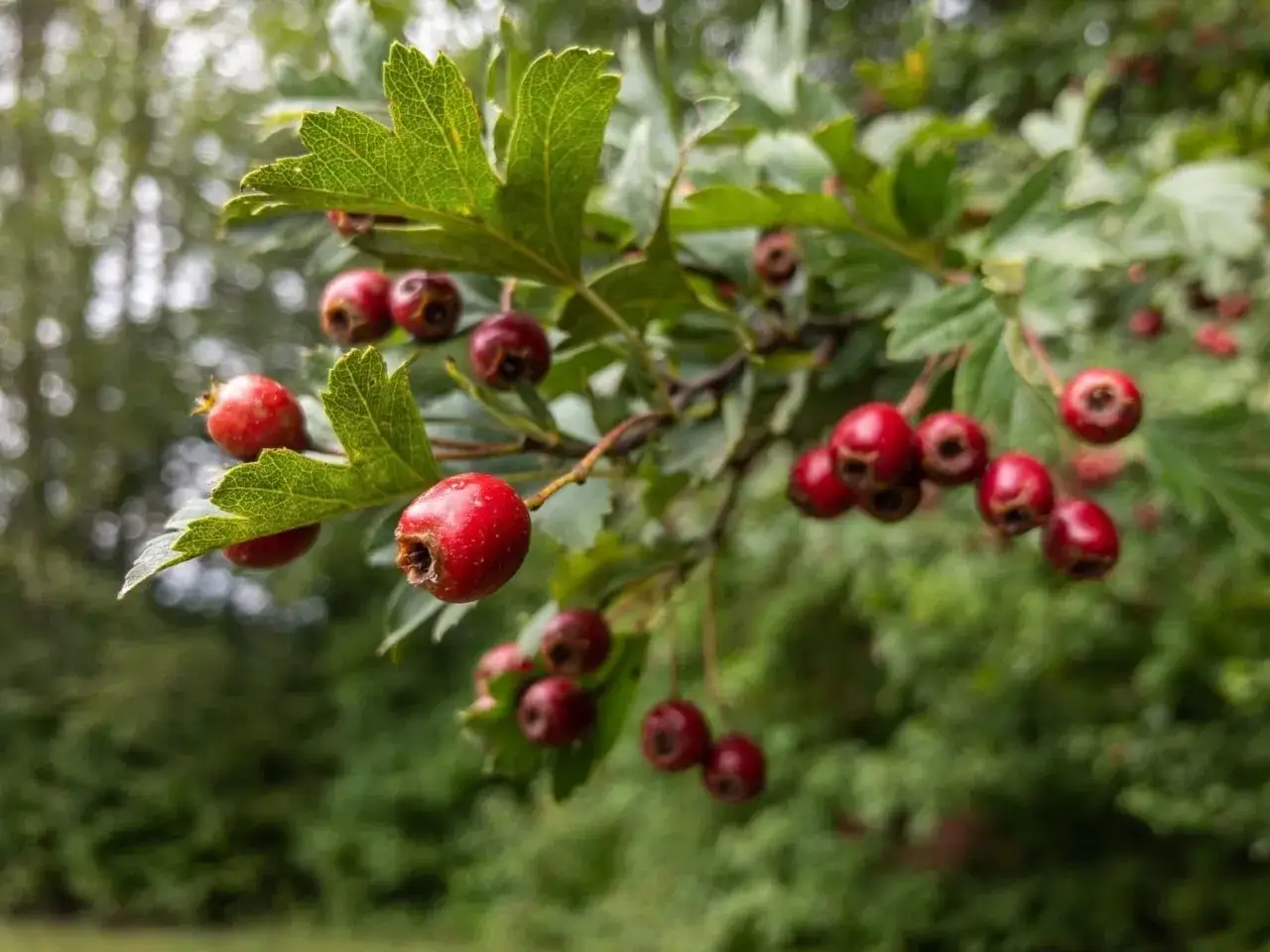 Grappe de fruits rouges d'aubépine, connus pour leurs bienfaits pour la santé.