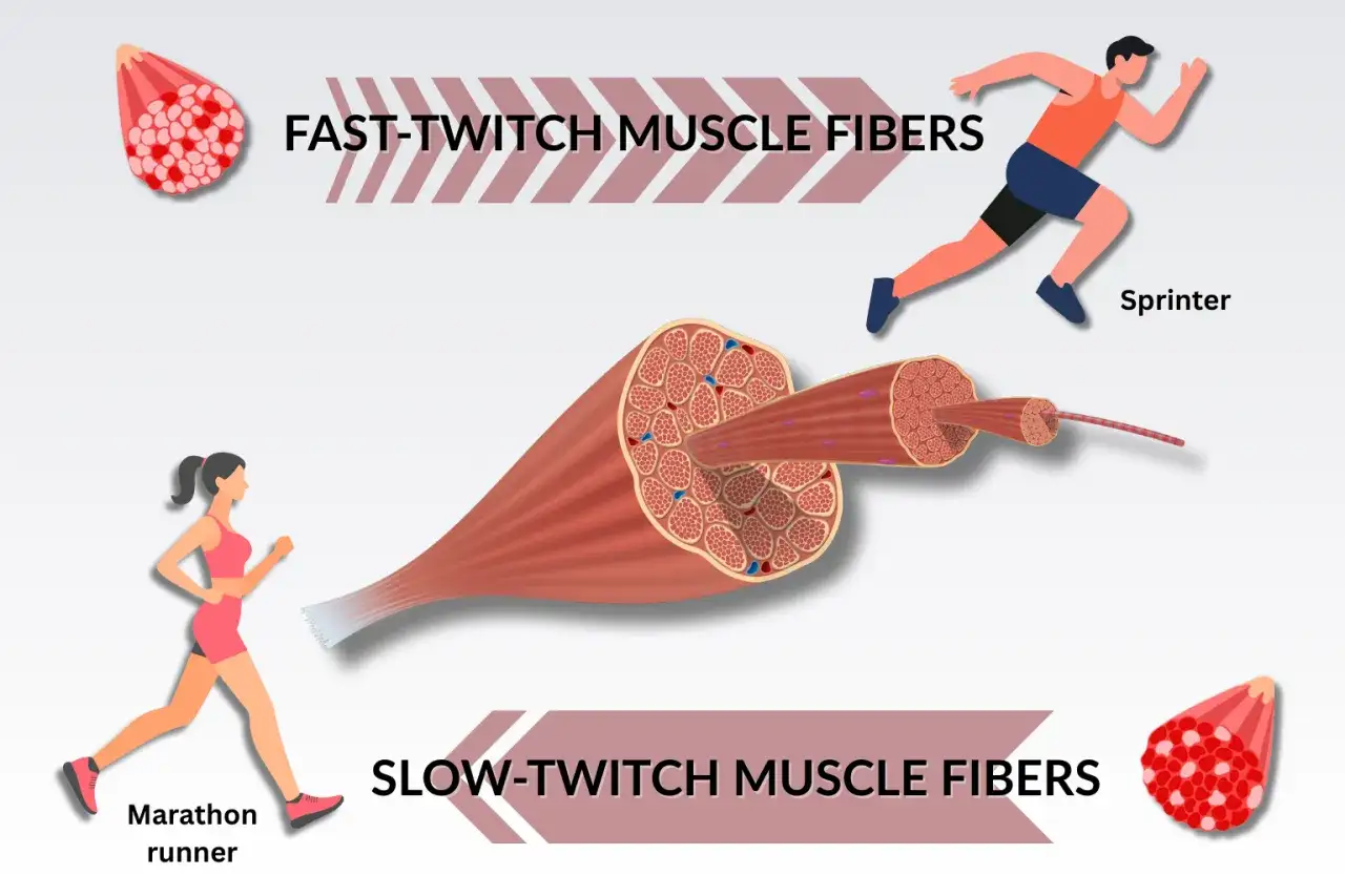 Illustration comparant les fibres musculaires rapides (sprinter) et lentes (marathonien), montrant l'hypertrophie musculaire.