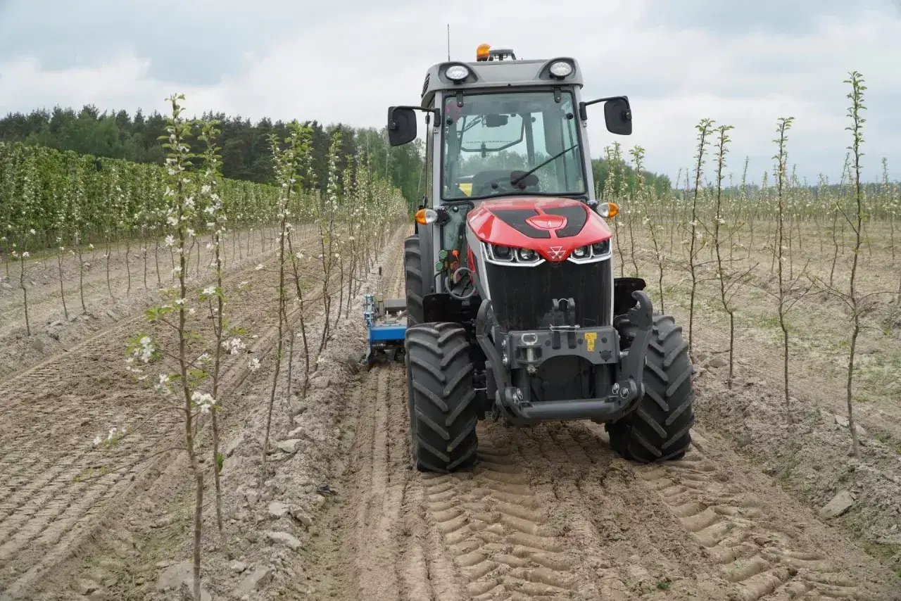 Czerwony traktor z zamontowanym z tyłu rębak do drewna ciągnikowy pracuje w sadzie młodych drzewek jabłoni.