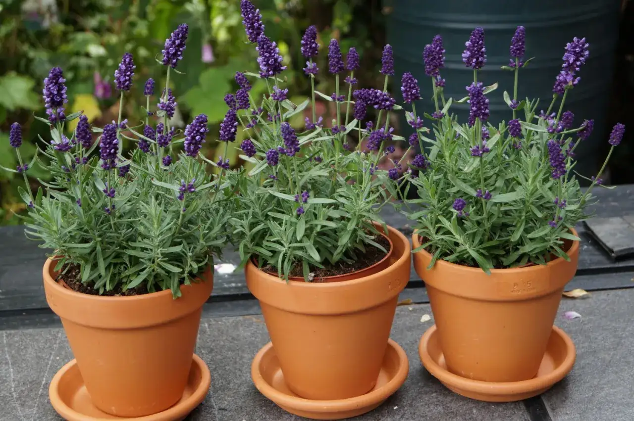 Drei T&ouml;pfe mit duftenden lavendel pflanzen stehen nebeneinander. Ihre violetten Bl&uuml;tenk&ouml;pfe ragen &uuml;ber das graugr&uuml;ne Laub hinaus.