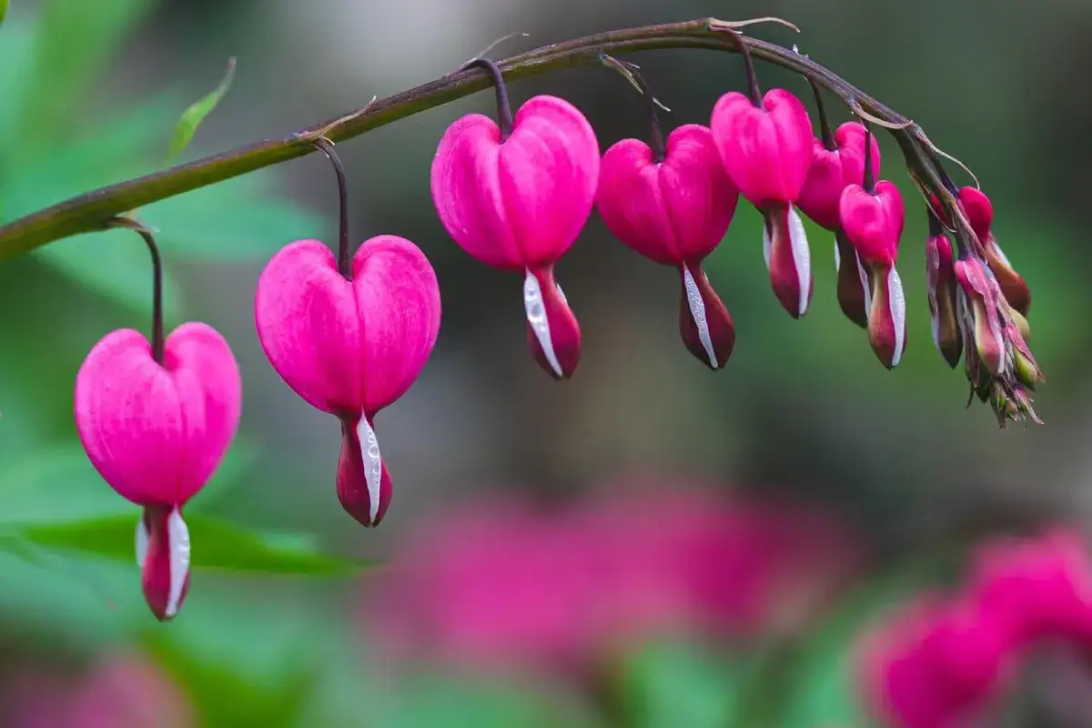 Des c&oelig;urs de Marie roses, en forme de goutte, pendent d'une tige. Quelques gouttes de ros&eacute;e brillent sur leurs p&eacute;tales.