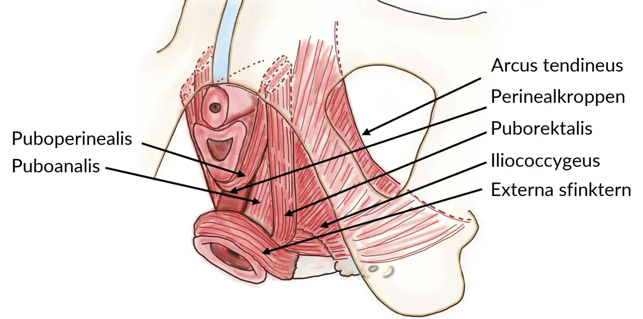 Muskler i bäckenbotten, inklusive transversus perinei, illustrerade med anatomiska etiketter.