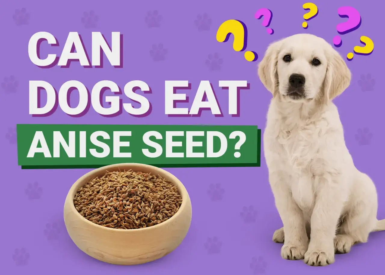 Ein s&uuml;&szlig;er Hund schaut fragend auf eine Sch&uuml;ssel mit Anissamen. Die Frage: D&uuml;rfen Hunde Anissamen fressen?