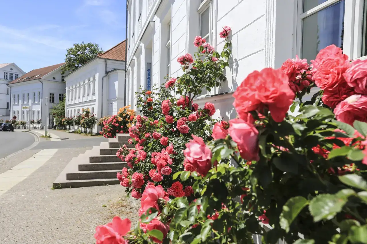 Blühende Rosensträucher säumen die weiße Fassade eines Gebäudes in der Putbus Altstadt.