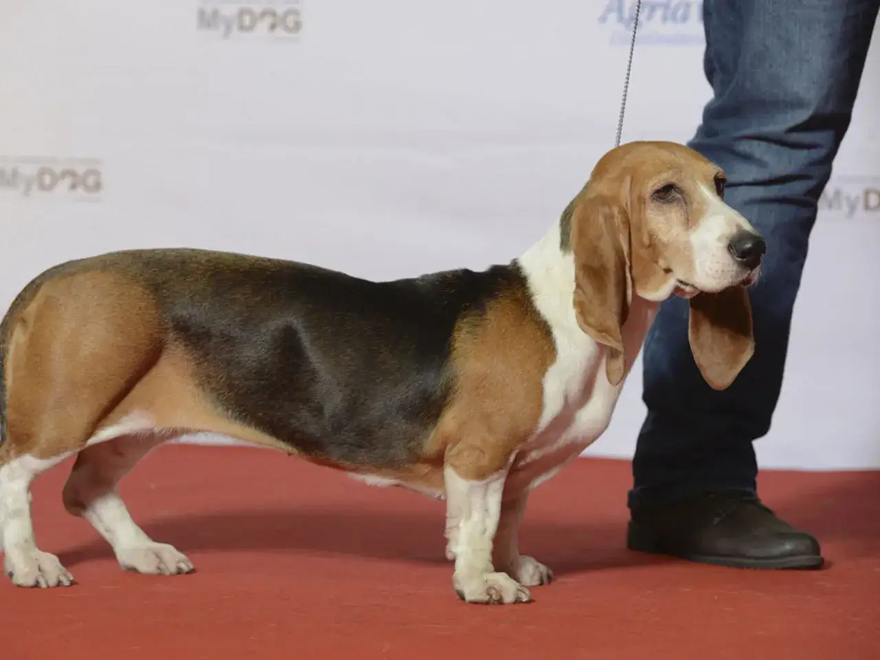 En Basset Artesien Normand valp st&aring;r p&aring; en r&ouml;d matta.