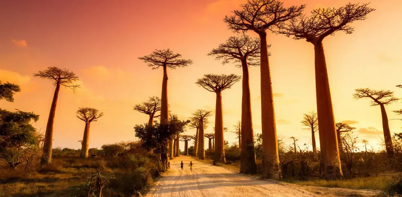 Aleja Baobabów na Madagaskarze o zachodzie słońca. Dwie postacie dzieci biegną po piaszczystej drodze wśród majestatycznych drzew.