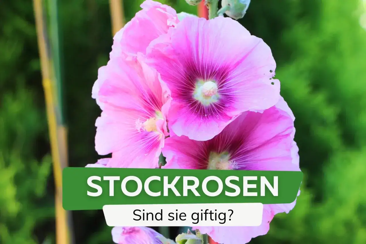 Drei leuchtend pinke Stockrosen blühen üppig. Die Frage