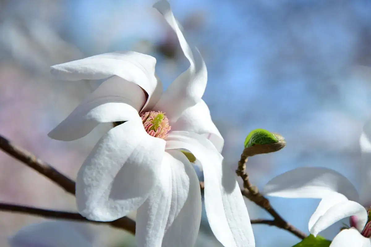 Delikatne, białe płatki magnolii rozchylają się, ukazując różowo-zielone wnętrze. To piękny znak, że nadszedł czas, kiedy kwitnie magnolia.