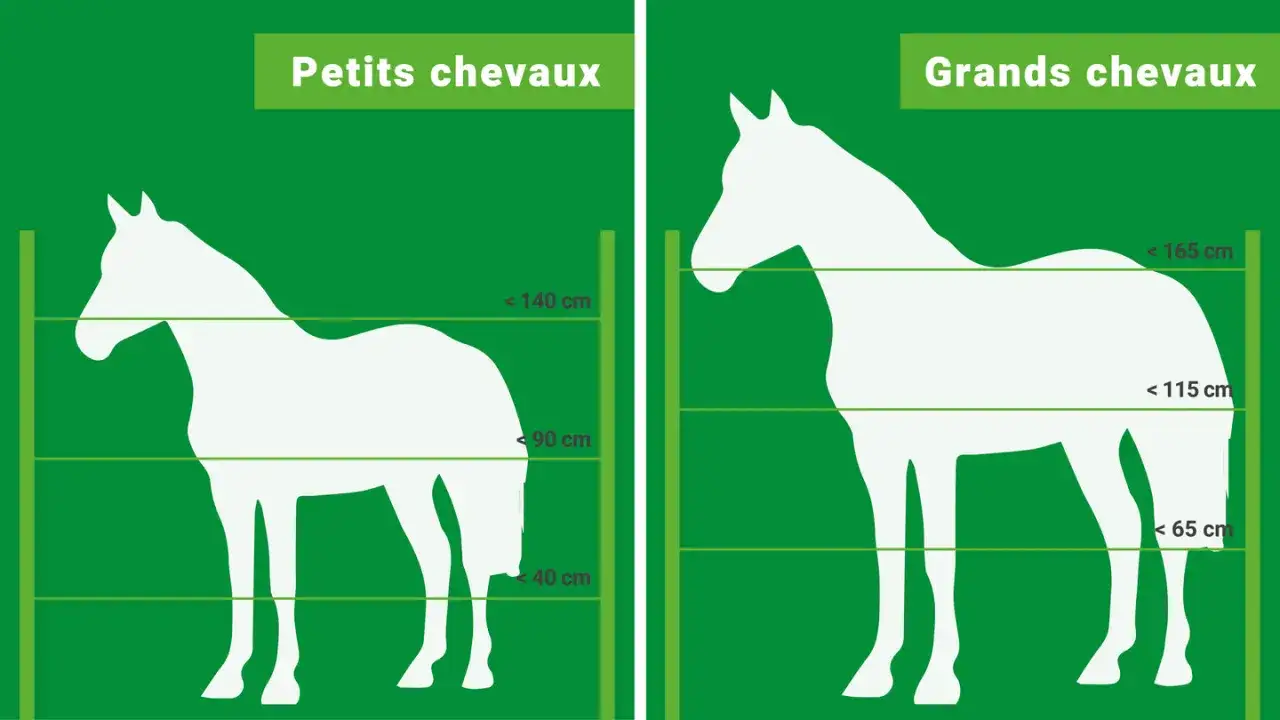 Comparaison de la hauteur cloture chevaux : les petits chevaux nécessitent une clôture plus basse que les grands chevaux.