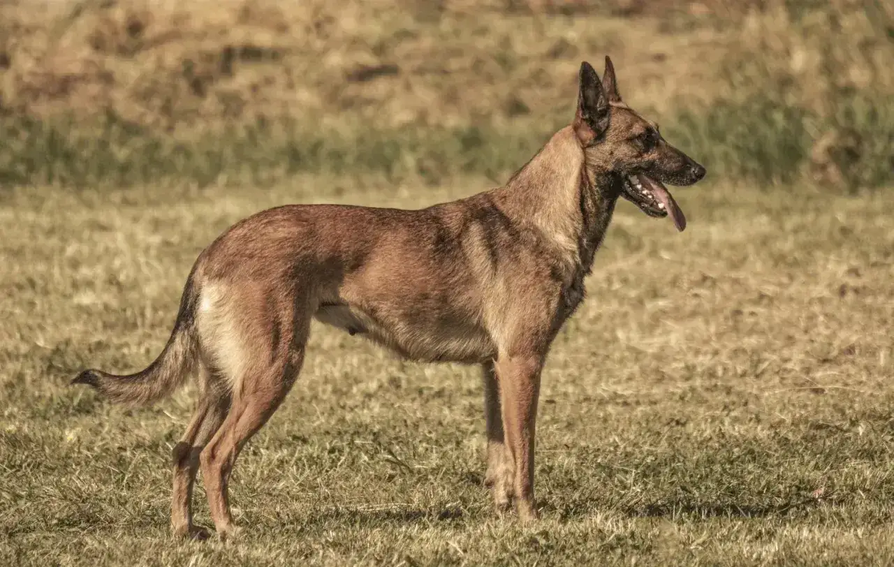 Owczarek belgijski na trawie, z językiem na wierzchu. Czy owczarek belgijski jest agresywny? Zależy od wychowania i szkolenia.