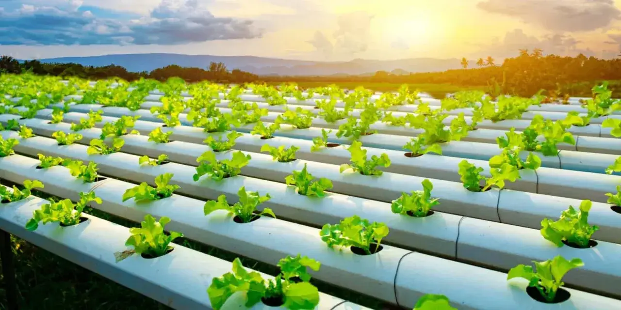 Un campo di lattuga idroponica sotto il sole del tramonto. Un esempio di agricoltura sostenibile che riduce cos'&egrave; l'impronta idrica.