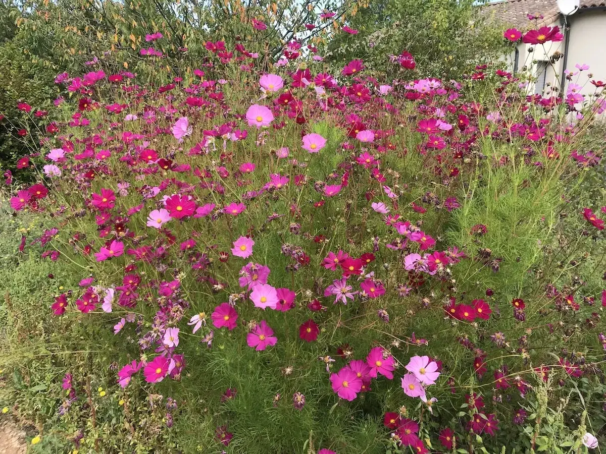 Un massif cosmos fleur rose et fuchsia, une explosion de couleurs dans un jardin.