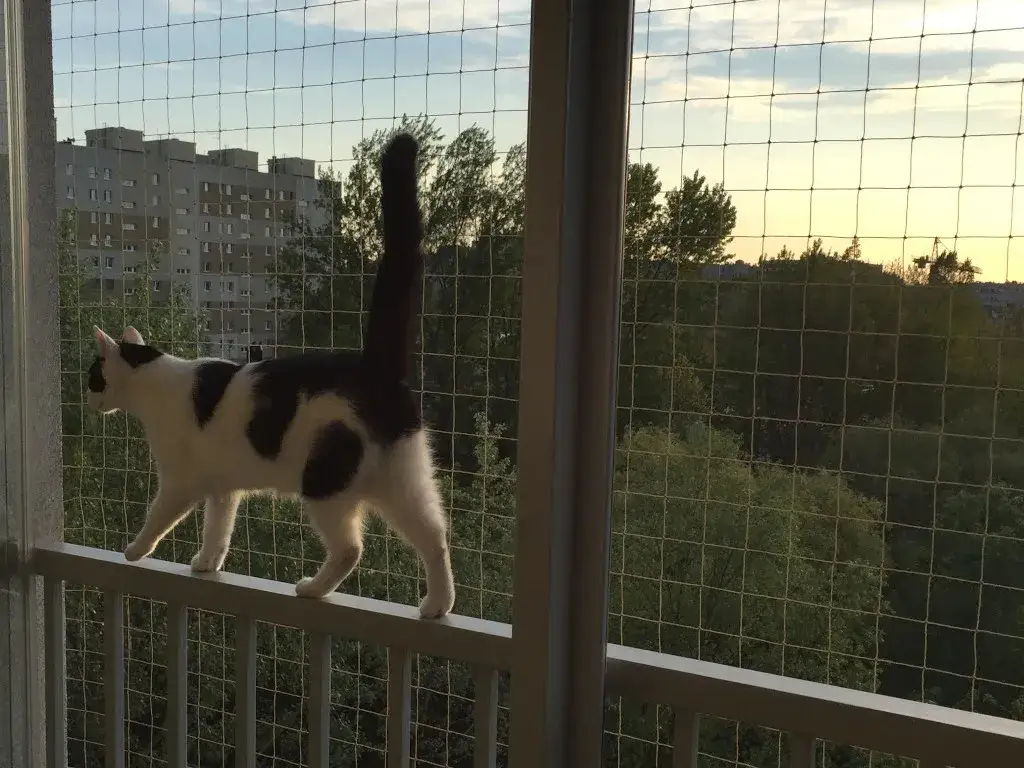 zabezpieczony balkon dla kota siatka