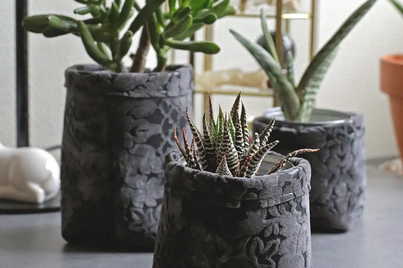 Tuto cache pot tissu : trois succulentes dans des contenants texturés gris.