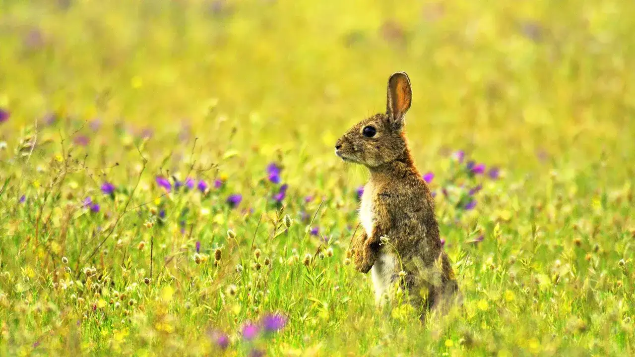 Un conejo se alza en un prado verde y florido, observando su entorno. Este es el lugar donde viven los conejos, un para&iacute;so natural.
