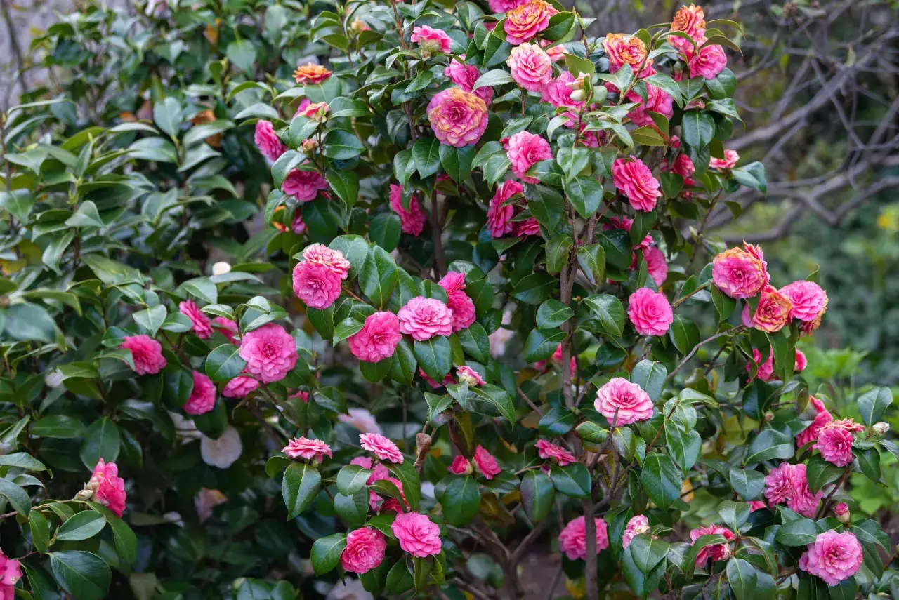 Un arbuste de camélia japonais déborde de fleurs roses et orangées, leurs pétales délicats se déploient sur un feuillage vert profond.