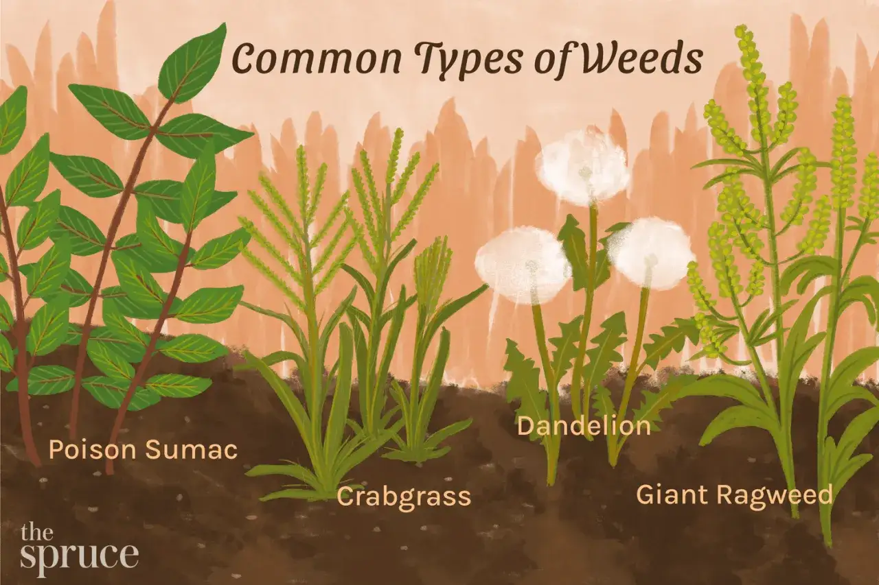 Illustration de mauvaises herbes de jardin : sumac v&eacute;n&eacute;neux, chiendent, pissenlit et ambroisie g&eacute;ante.
