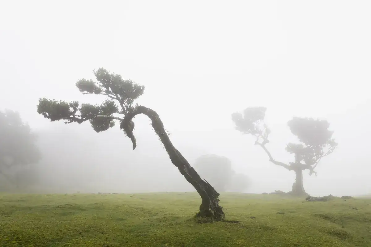 Verkrümmte Bäume im nebligen Fanal Forest auf Madeira, die wie alte Geister im Morgengrauen tanzen.