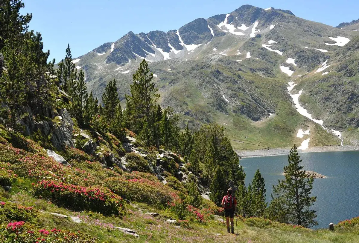 Senderista en la Cerdanya, rodeado de rododendros y pinos, con un lago y montañas nevadas al fondo.