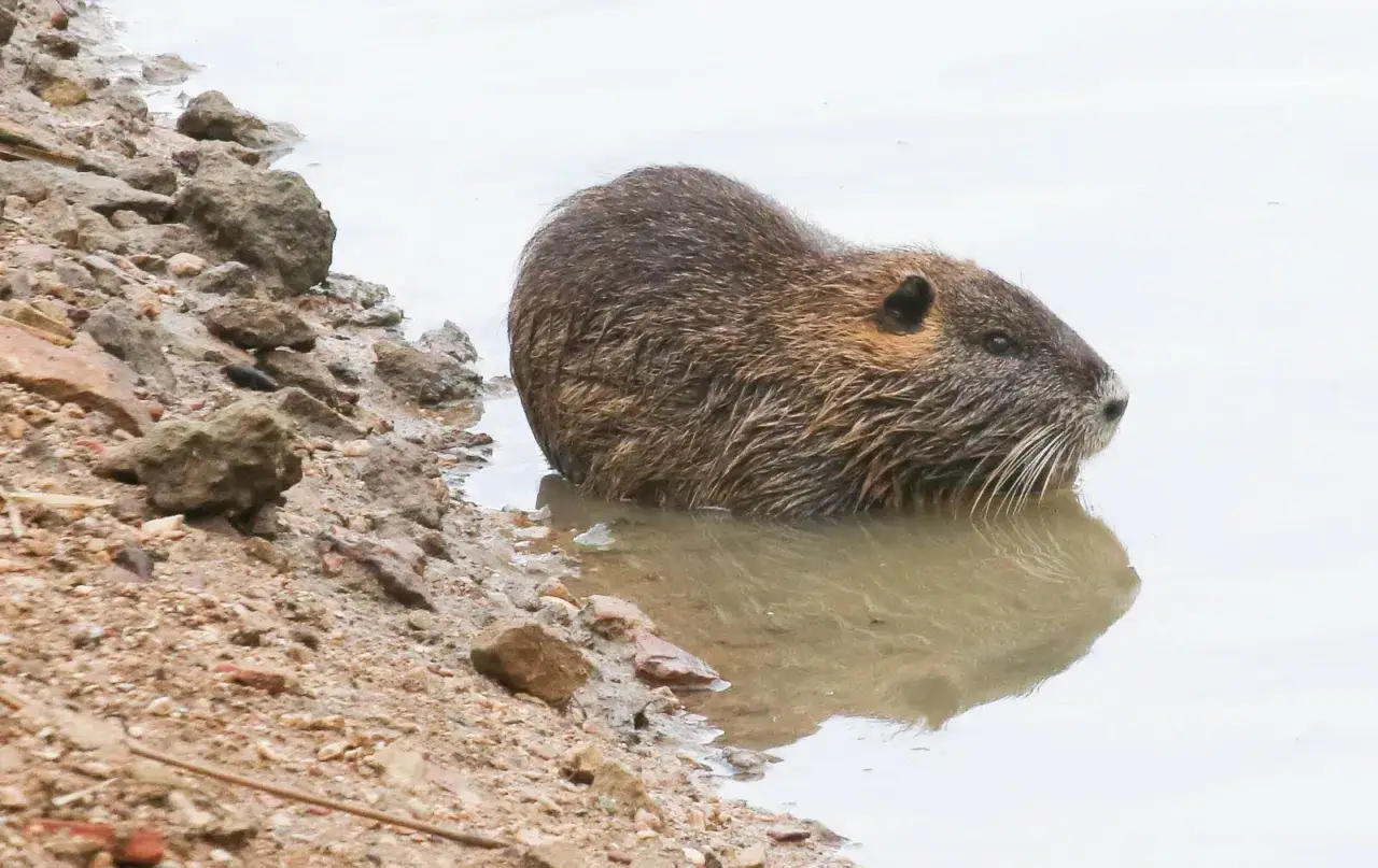 Un ragondin, souvent considéré comme dangereux, émerge de l'eau trouble près d'une berge rocailleuse.