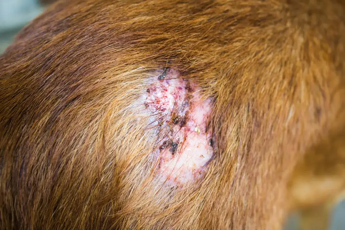 Lesión cutánea en un perro, indicativa de sarna. El tratamiento es crucial para su recuperación.