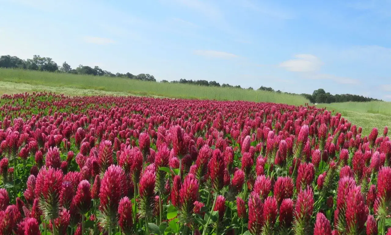 A vast field of crimson clover in full bloom, showcasing the vibrant pinkish-red flowers. This image illustrates the beauty of a successful crimson clover seeding rate, creating a stunning natural carpet under a clear blue sky.