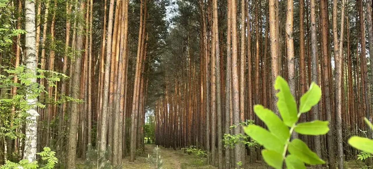 Leśna ścieżka między sosnami. Szukasz tu wskazówek, jak znaleźć trufle, ale las skrywa swoje sekrety.