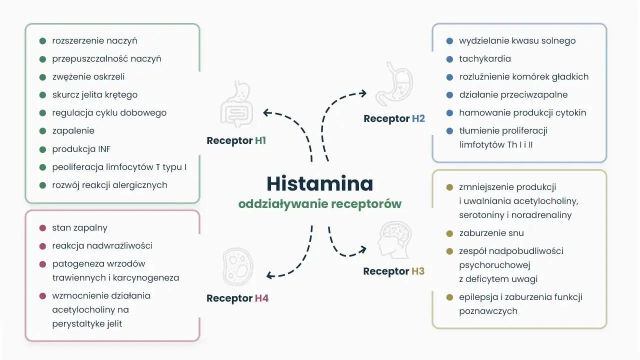 Schemat przedstawia, co to jest histamina i jej oddziaływanie na receptory H1-H4, wpływając na zapalenie, alergie, trawienie i układ nerwowy.