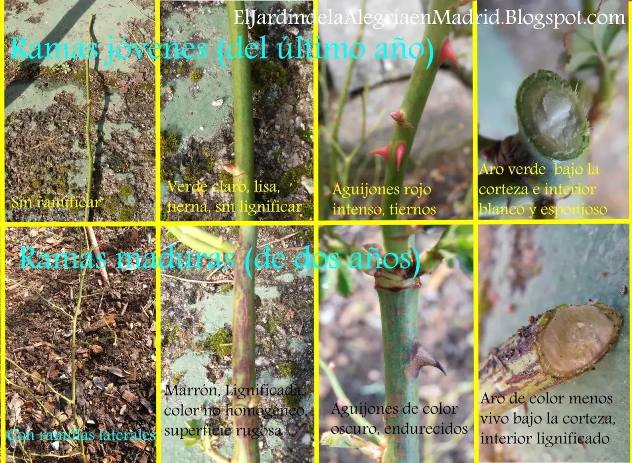 Ramas jóvenes y maduras de rosal, con detalles de aguijones y cortes para aprender como podar un rosal.