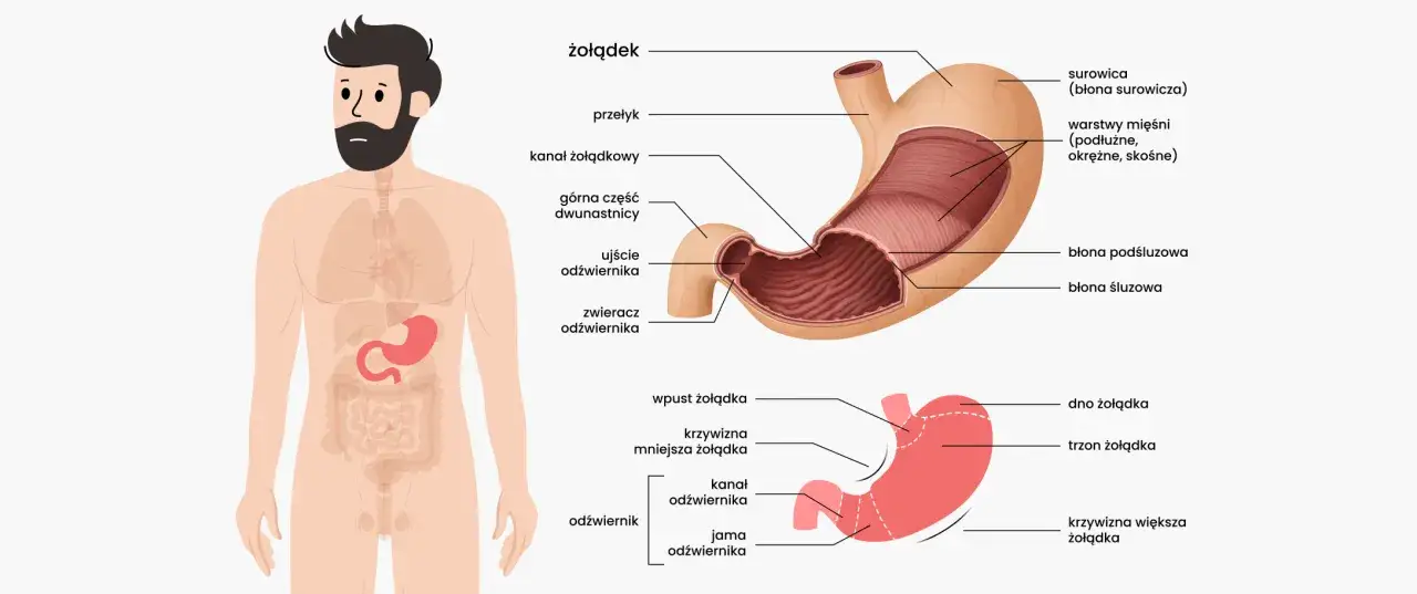 Anatomia żołądka, ilustracja przedstawiająca jego budowę i połączenie z przełykiem i dwunastnicą. Może pomóc zrozumieć przyczyny wrzodów żołądka.