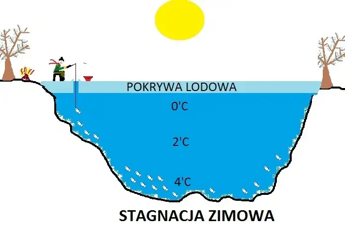 Ryby w różnych temperaturach wody