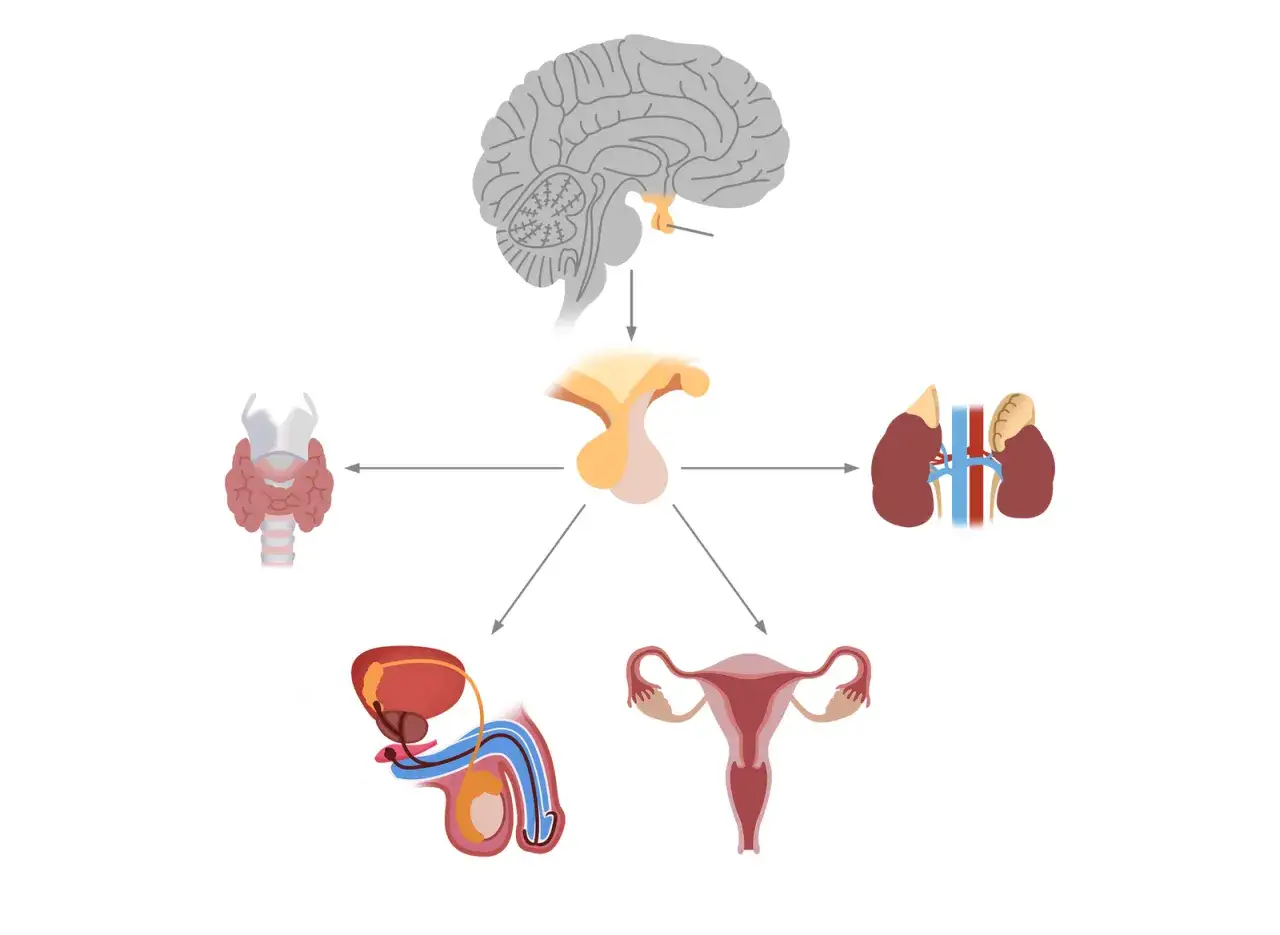 Schemat układu hormonalnego: mózg, przysadka, tarczyca, nerki, męskie i żeńskie narządy rozrodcze. Jak podwyższyć estrogen?