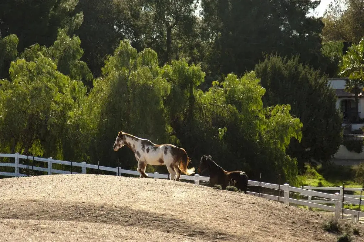 Deux chevaux, l'un pie, l'autre bai, profitent de leur espace. Une clôture blanche sépare leur pré de celui du voisin, assurant une distance de clôture pour chevaux entre voisin.