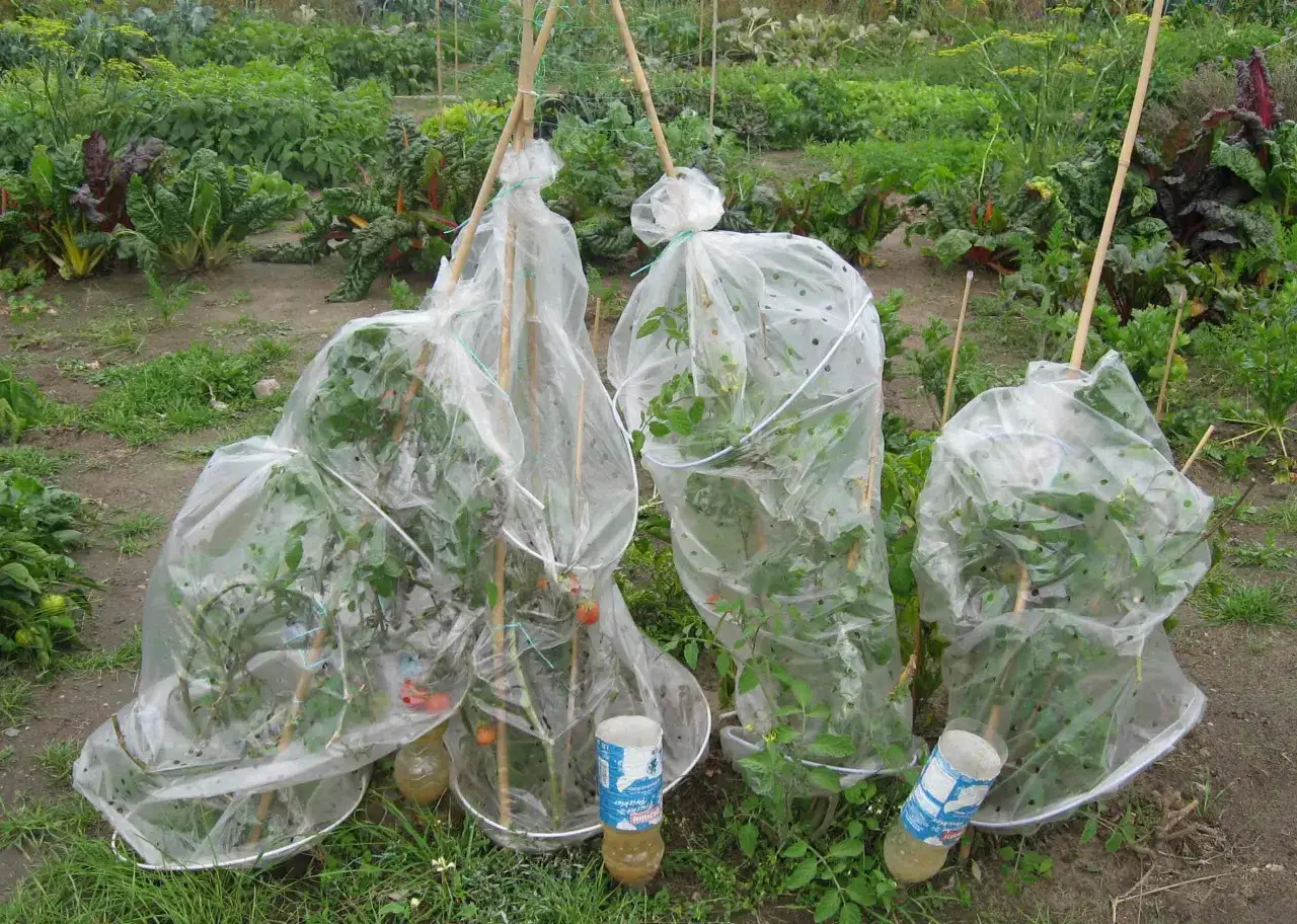Tomaten im Wintergarten: junge Pflanzen gesch&uuml;tzt unter Plastikhauben, gest&uuml;tzt von Bambusst&auml;ben.