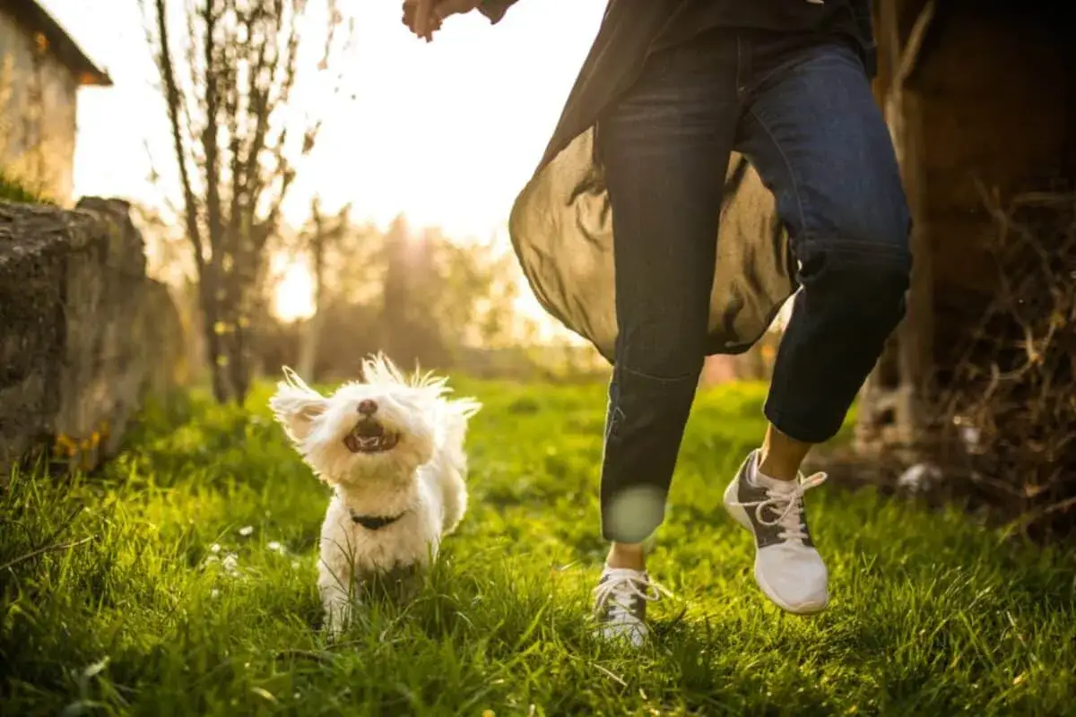 Un perro blanco y feliz corre en la hierba, con su dueño cerca. Quizás unas flores de Bach para perros le dan esta alegría.