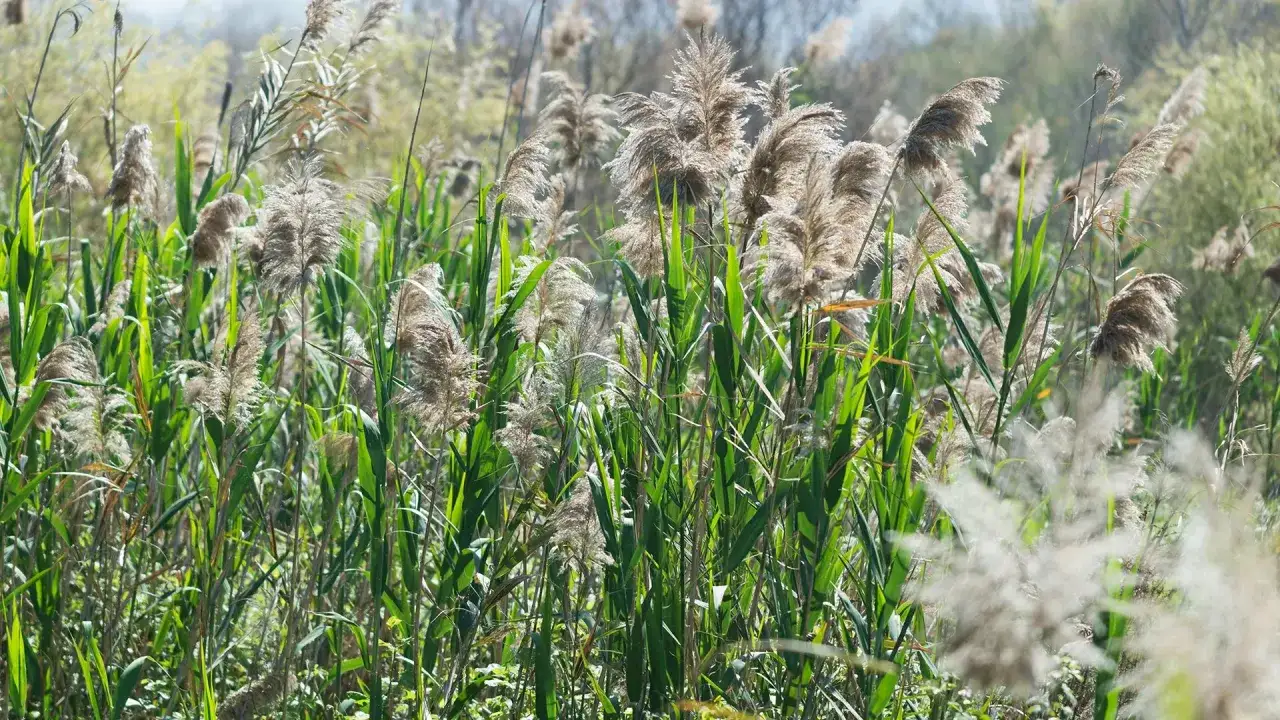 Plumes de jonc d'étang se balançant doucement au vent, dans un paysage verdoyant et ensoleillé.