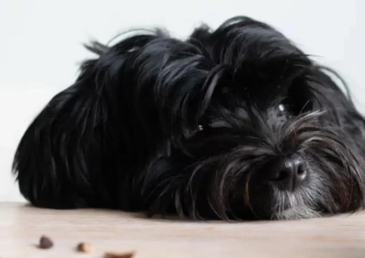 En svart, lurvig hund ligger utsträckt på ett trägolv. Kanske känner den av tarminflammation hund symptom och behöver vila.