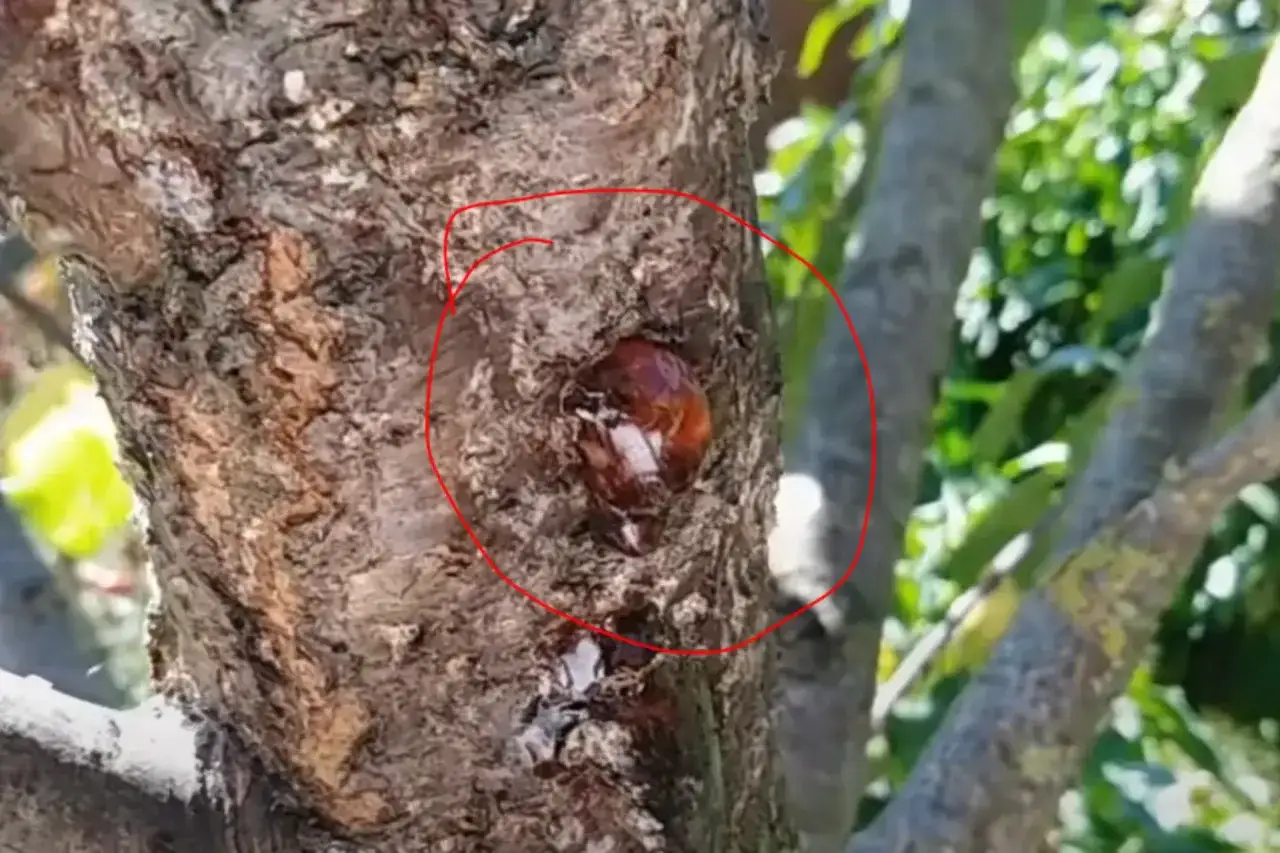 Gommosi albicocco che trasudano dalla corteccia di un albero, con gocce ambrate che brillano alla luce.