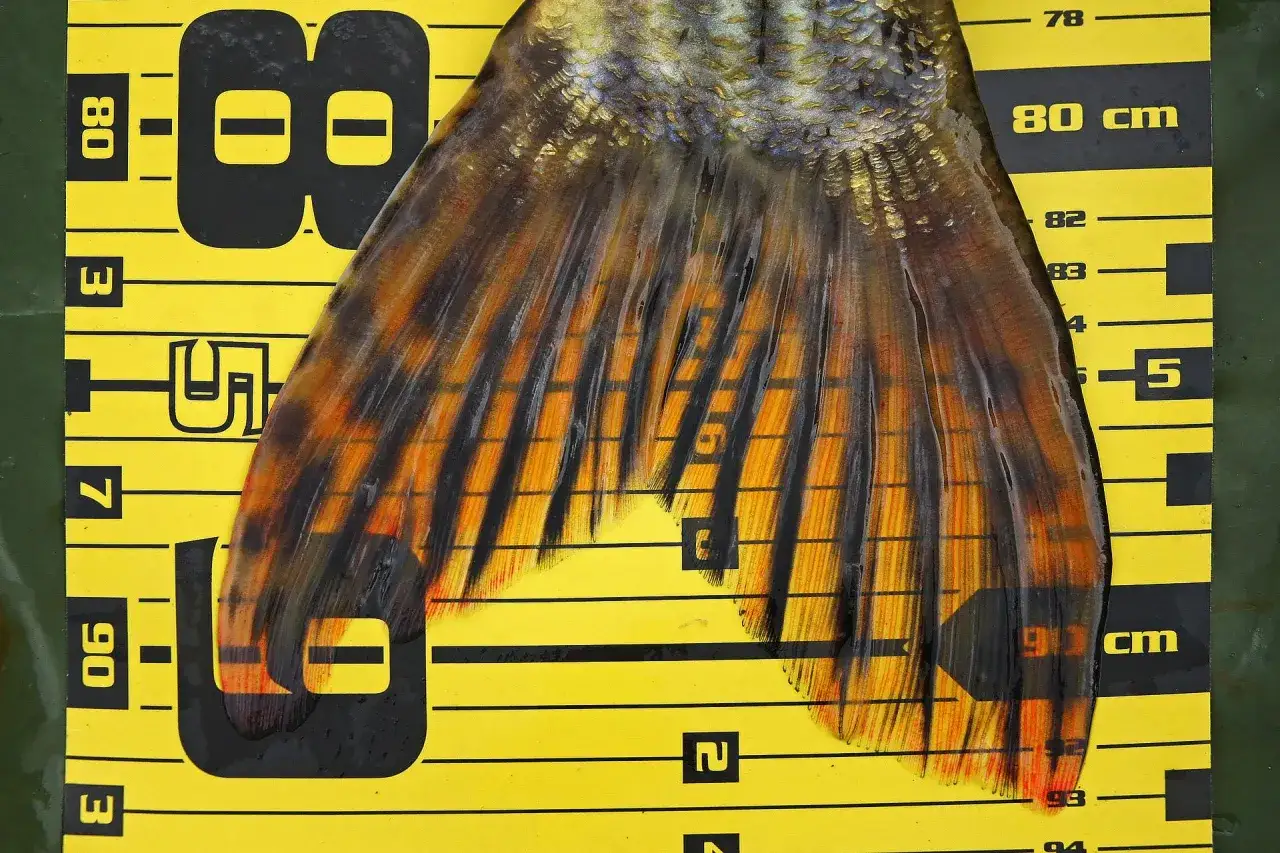 Ein pr&auml;chtiger Karpfen-Schwanz mit leuchtend orange-schwarzen Streifen liegt auf einem gelben Ma&szlig;band. Die Messung zeigt &uuml;ber 90 cm an, was auf ein beachtliches Karpfen-Gewicht hindeutet.