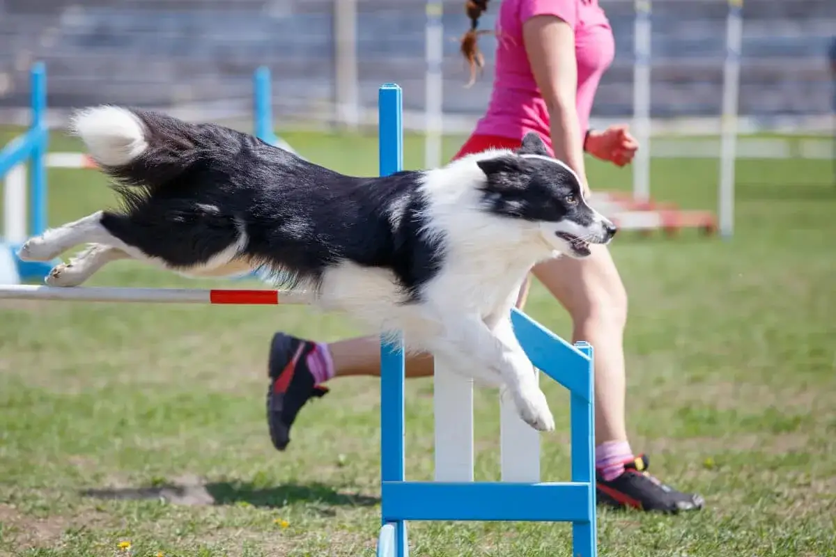 En svartvit border collie hoppar över ett hinder i en agilitytävling. Hunden är i luften med alla tassar sträckta. En person i rosa tröja springer bakom.