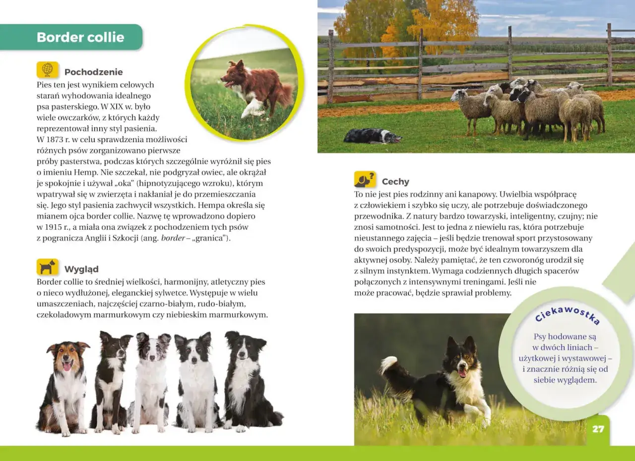 dziecko czytające atlas psów, różne rasy psów dla dzieci