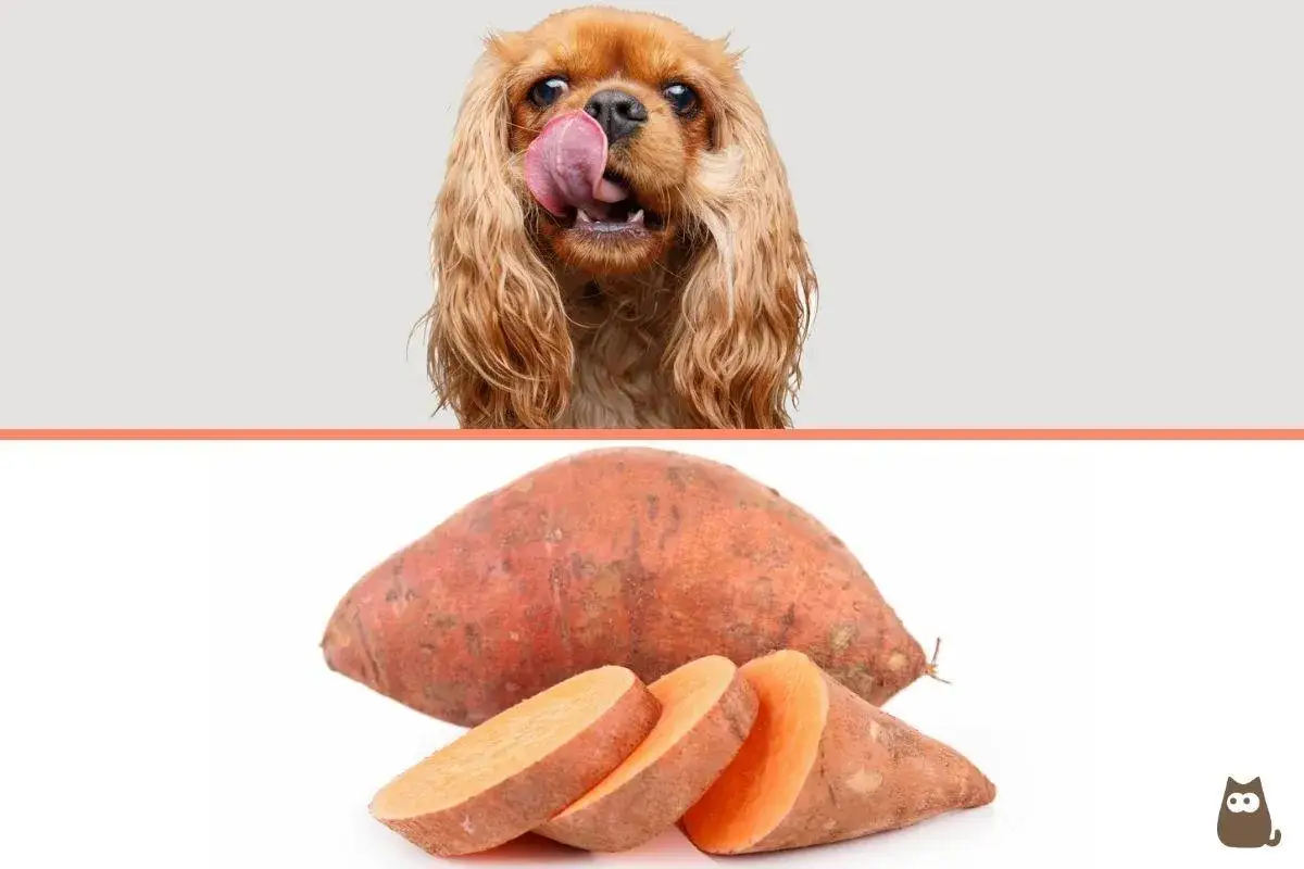Un perro adorable con la lengua fuera mira un boniato entero y cortado. &iexcl;Los perros pueden comer boniato!