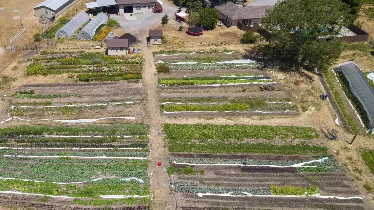 Luftaufnahme eines Feldes mit Reihen von Gemüse und Blumen, die lebendigen Landbau zeigen. Gewächshäuser und Gebäude im Hintergrund.