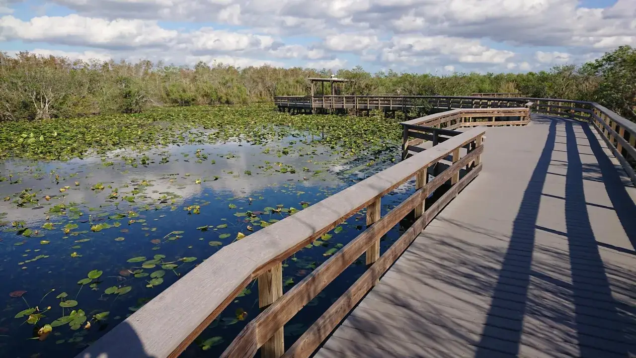 Drewniana kładka prowadzi przez wodę pełną lilii wodnych w parku narodowym Everglades.