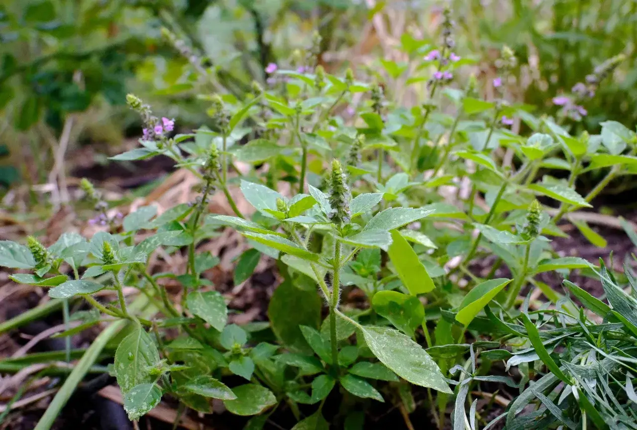 Un cespuglio di tulsi pianta con foglie verdi e piccoli fiori viola.
