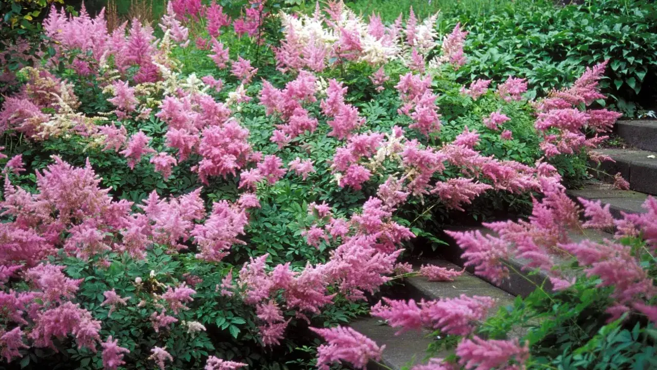 Ein üppiger Teppich aus rosa und weißen Astilben blüht im Schatten. Der ideale Astilbe Standort ist hier gut erkennbar.