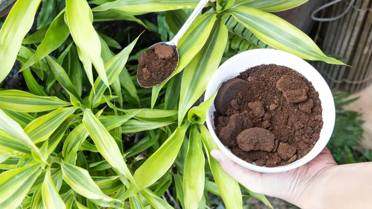 Une cuill&egrave;re de marc de caf&eacute; r&eacute;pulsif est tenue au-dessus d'un bol rempli de marc de caf&eacute;, pr&ecirc;t &agrave; &ecirc;tre utilis&eacute; comme engrais naturel pour les plantes vertes.