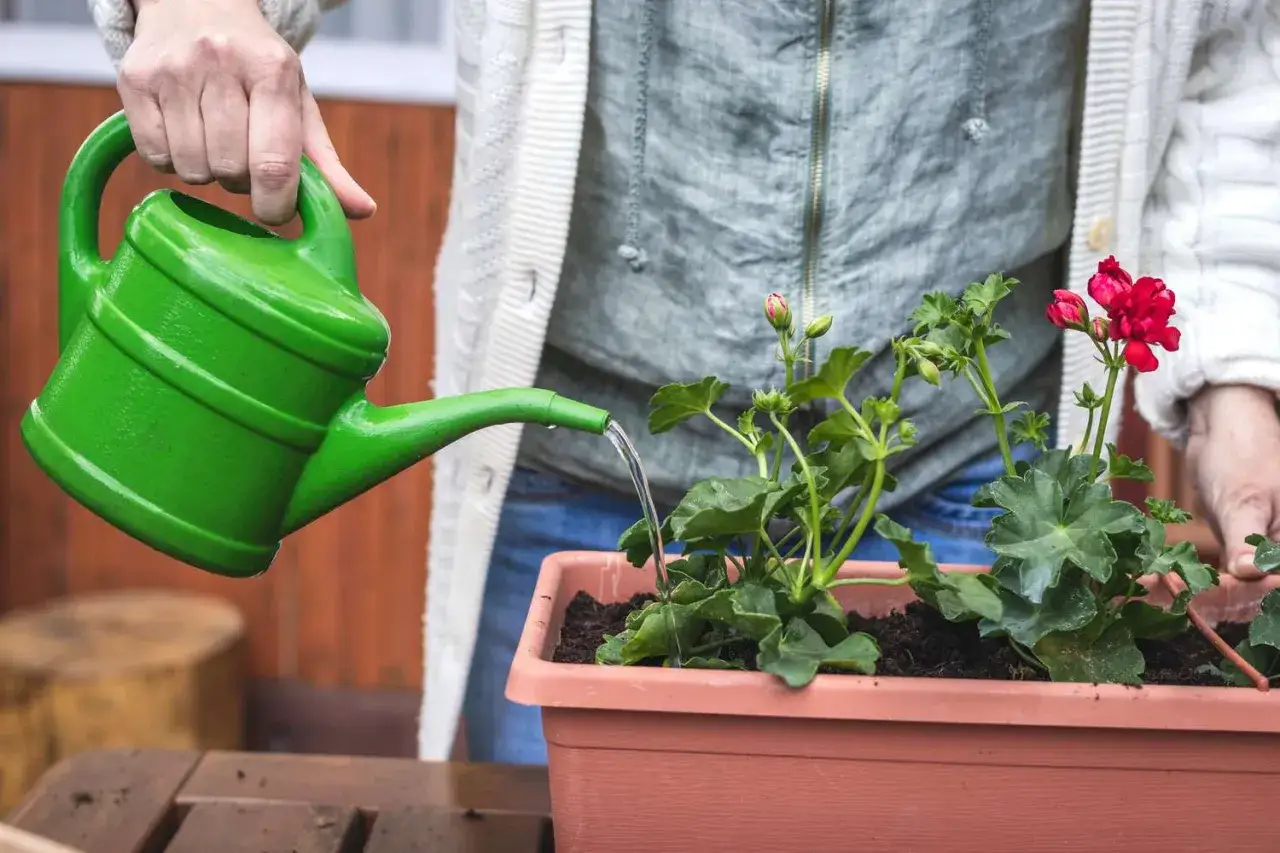 Arrosage d'un g&eacute;ranium en pot. Une main tient un arrosoir vert pour donner de l'eau aux plantes.