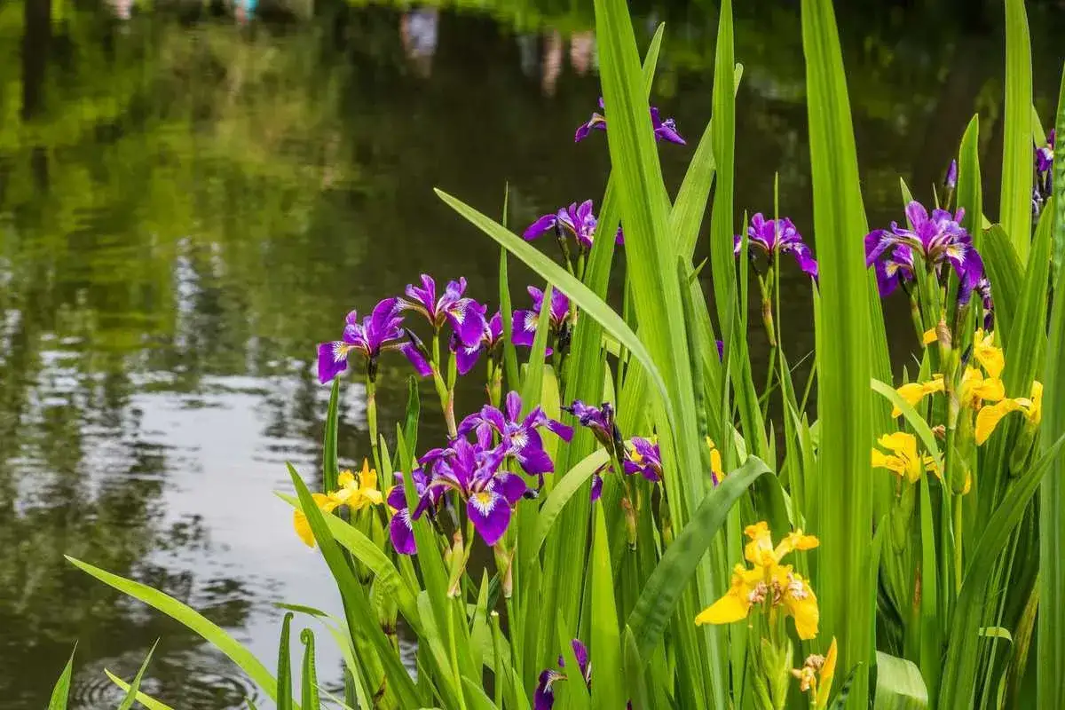 Des iris d'eau violets et jaunes s'épanouissent au bord d'un étang paisible, leurs feuilles vertes formant un écrin naturel.